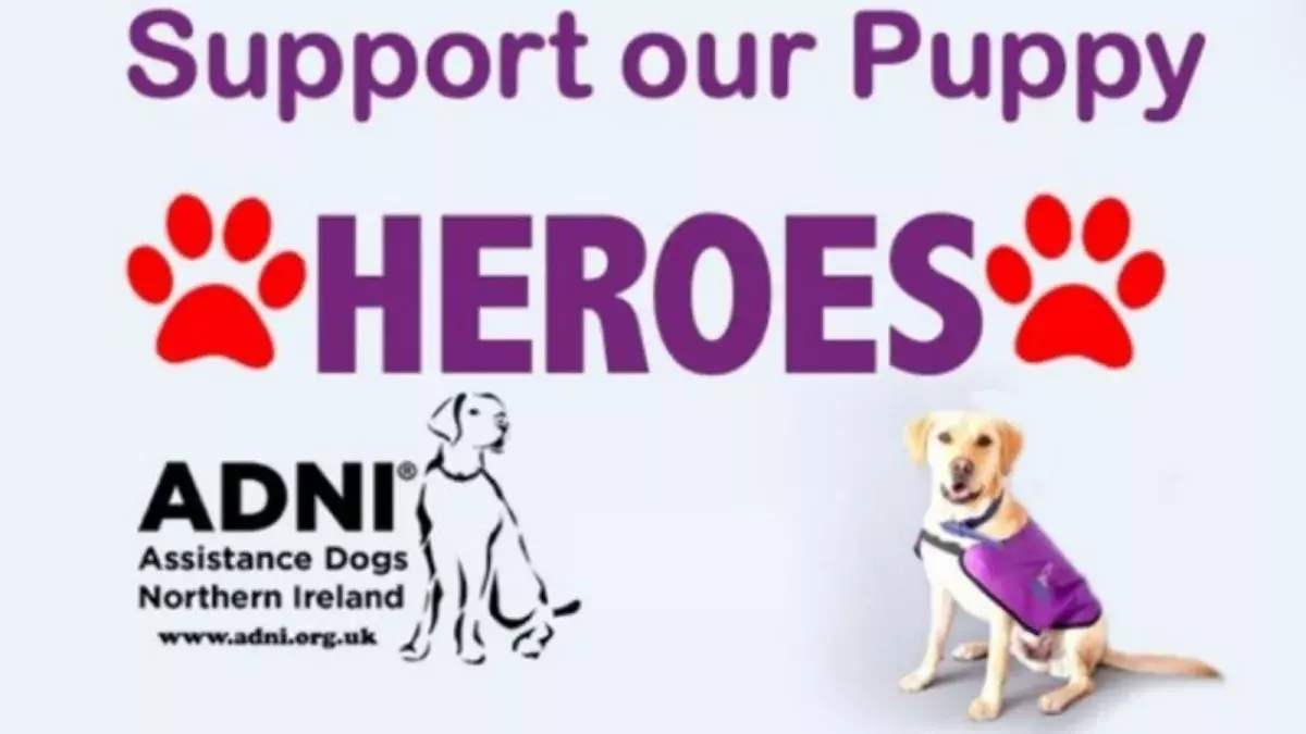 Assistance Dogs NI image