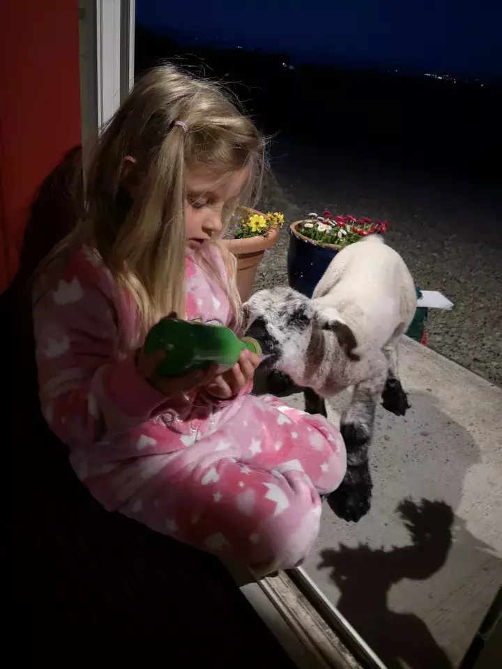 Culmore PS Charlotte year 3 feeding lamb