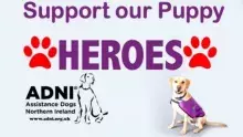 Assistance Dogs NI image